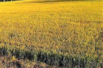 Giăng bẫy chuột, hai vợ chồng bị điện giật thương vong 