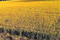 Giăng bẫy chuột, hai vợ chồng bị điện giật thương vong 