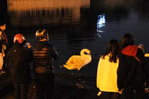 Giữa đêm lạnh, người dân vẫn kéo nhau ra hồ Thiền Quang ngắm thiên nga