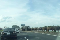 Hà Nội: Xe chở trâu bị lật, hàng chục con trâu "đại náo" cao tốc