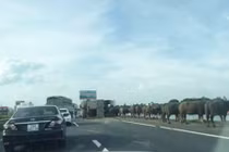 Hà Nội: Xe chở trâu bị lật, hàng chục con trâu "đại náo" cao tốc