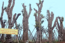 Ảnh: Những cây xà cừ trên đường Kim Mã giờ sống chết ra sao?