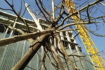 Chùm ảnh: Cây xanh mới trồng chết khô trên đường Hà Nội