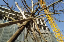 Chùm ảnh: Cây xanh mới trồng chết khô trên đường Hà Nội