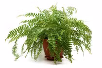 10 loại cây cảnh mini lọc không khí cực đỉnh, dân công sở nên mua ngay