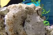 Video: Kinh ngạc cảnh bạch tuộc mơ ngủ đổi màu để ẩn nấp? 