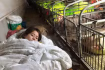 Kiếm 3 tỷ đồng/năm nhờ ngủ cùng lợn suốt 3 tháng mùa đông