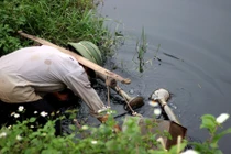 Cảnh kinh hãi rau sống tưới nước thải đen thối ở Hà Nội