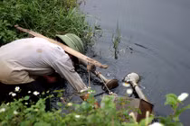 Cảnh kinh hãi rau sống tưới nước thải đen thối ở Hà Nội