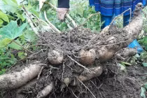 Loại củ “lạ” giống hệt khoai lang khiến chị em thích thú