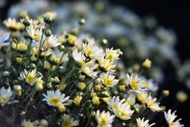 Dắt con đi chụp cúc họa mi, choáng váng phát hiện bí mật động trời của chồng 