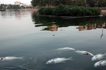 Đã tìm ra nguyên nhân cá nổi chết bất thường ở hồ Hoàng Cầu