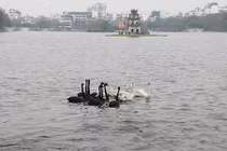 Dân Thủ đô ngỡ ngàng với đàn thiên nga bơi tung tăng giữa hồ Gươm