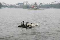 Dân Thủ đô ngỡ ngàng với đàn thiên nga bơi tung tăng giữa hồ Gươm