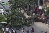 Hà Nội: Cây cổ thụ bật gốc, người đi đường hoảng loạn