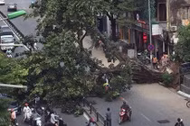 Hà Nội: Cây cổ thụ bật gốc, người đi đường hoảng loạn