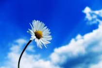 Thân tâm đều vui