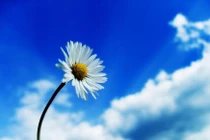 Thân tâm đều vui