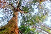 Ngắm rừng pơmu độc nhất vô nhị còn sót lại ở VN 