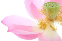 Vô tình sát sinh có tội hay không?