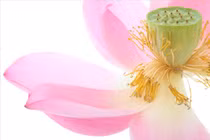 Vô tình sát sinh có tội hay không?