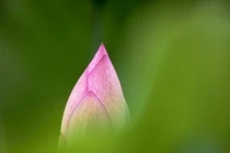 Chữ Dũng - điểm tựa sức mạnh của người con Phật 