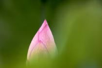 Chữ Dũng - điểm tựa sức mạnh của người con Phật 