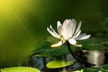 Băn khoăn vì yêu người xuất gia đã hoàn tục