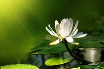 Băn khoăn vì yêu người xuất gia đã hoàn tục