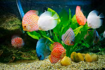 Phong thủy: Những vị trí cấm kỵ đặt bể cá 