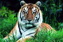 Chuyển hóa tính khí nóng nảy