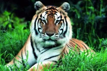 Chuyển hóa tính khí nóng nảy