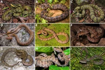 Nhà khoa học Việt phát hiện loài rắn độc mới, đề xuất phân hạng “nguy cấp”