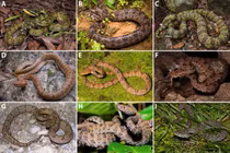 Nhà khoa học Việt phát hiện loài rắn độc mới, đề xuất phân hạng “nguy cấp”