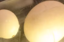 Khó tin quả trứng chim lớn nhất quả đất vẫn tồn tại