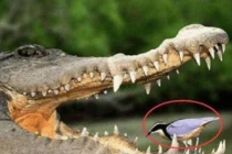 Loài chim bạo dạn nhất thế giới, tìm mồi trong miệng cá sấu