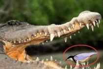 Loài chim bạo dạn nhất thế giới, tìm mồi trong miệng cá sấu