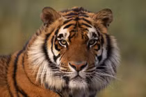 Đại hỷ ùa về cuối tháng 2, 4 tuổi tài lộc tuôn như mưa