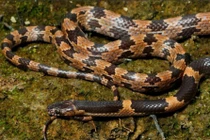 Công bố loài rắn sói mới, nhà khoa học Việt giải mã sao? 