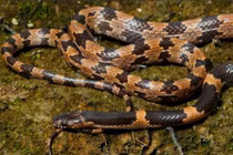 Công bố loài rắn sói mới, nhà khoa học Việt giải mã sao? 