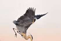 Thích thú cảnh diệc xanh đánh nhau "đẹp" như phim