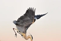 Thích thú cảnh diệc xanh đánh nhau "đẹp" như phim