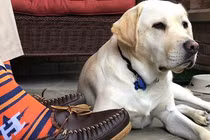 Điều ít biết về chó Sully nổi tiếng của cố Tổng thống Bush "cha"