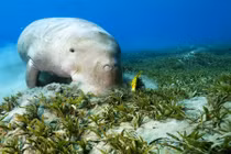 Sự thật về “nàng tiên cá” ở vùng biển Phú Quốc