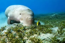 Sự thật về “nàng tiên cá” ở vùng biển Phú Quốc