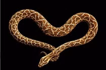 Khó tin hình ảnh mê hồn từ động vật đáng sợ nhất hành tinh