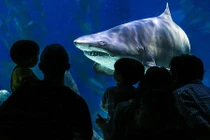 Con người và cá mập có cùng tổ tiên