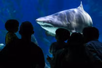 Con người và cá mập có cùng tổ tiên