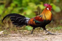 Vì sao gà trống không bị điếc tai bởi tiếng gáy của chính nó?