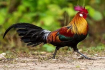 Vì sao gà trống không bị điếc tai bởi tiếng gáy của chính nó?